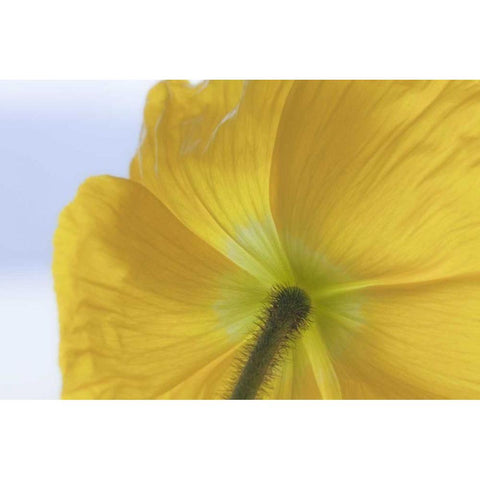Washington, Seabeck Underside of poppy flower White Modern Wood Framed Art Print by Paulson, Don