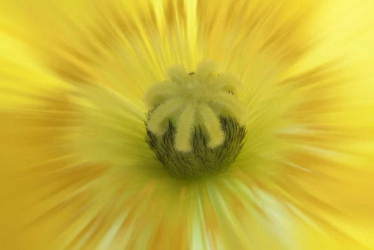 Image Only