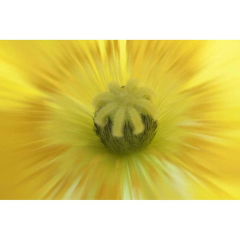 Washington, Seabeck Abstract inside poppy flower Gold Ornate Wood Framed Art Print with Double Matting by Paulson, Don