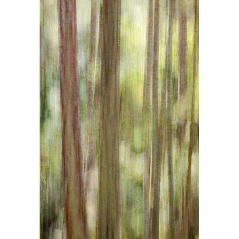 Washington, San Juans Abstract woodland scene Black Modern Wood Framed Art Print with Double Matting by Paulson, Don