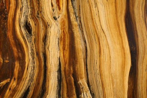 CA, White Mts Wilderness Bristlecone pine wood White Modern Wood Framed Art Print with Double Matting by Paulson, Don