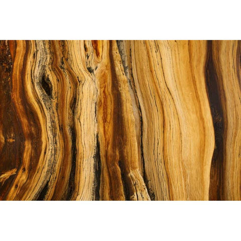 CA, White Mts Wilderness Bristlecone pine wood Black Modern Wood Framed Art Print with Double Matting by Paulson, Don