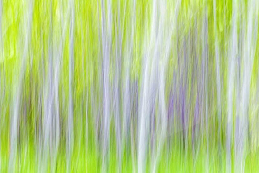 Image Only