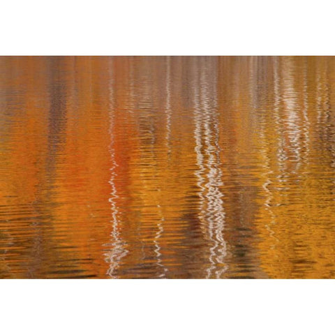 WA, Winthrop Autumn reflections on Beaver Pond Black Modern Wood Framed Art Print by Paulson, Don