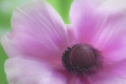 Image Only