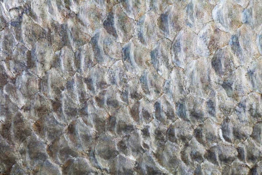 Image Only