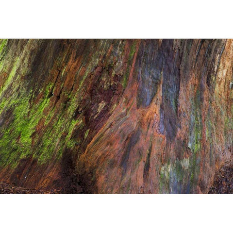 Washington, Olympic NP Rotten stump with moss White Modern Wood Framed Art Print by Paulson, Don