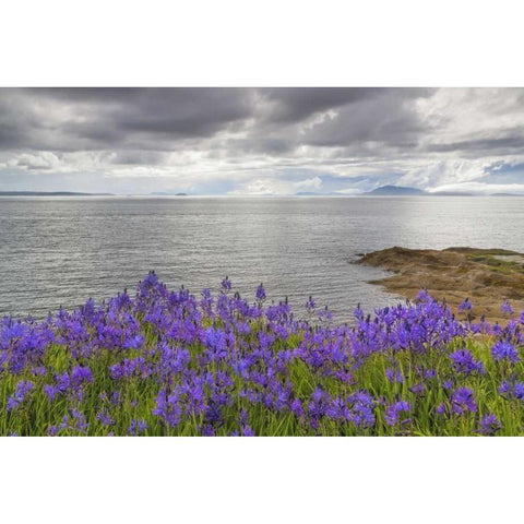 Washington Camas blooms on Sucia Island Black Modern Wood Framed Art Print by Paulson, Don