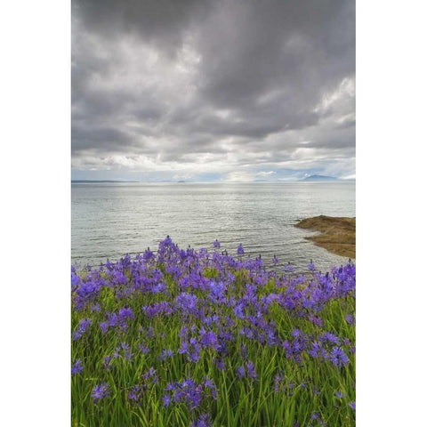 Washington Camas blooms on Sucia Island Black Modern Wood Framed Art Print by Paulson, Don