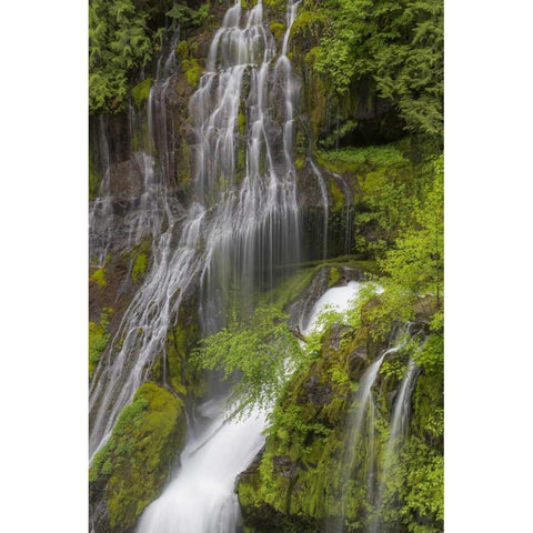 Washington Spring Panther Creek Waterfall Black Modern Wood Framed Art Print by Paulson, Don