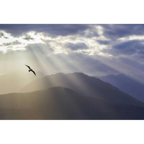 WA, Seabeck Gull and God rays over the Olympics Black Modern Wood Framed Art Print by Paulson, Don