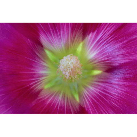 Washington State, Seabeck Hollyhock blossom Black Modern Wood Framed Art Print by Paulson, Don