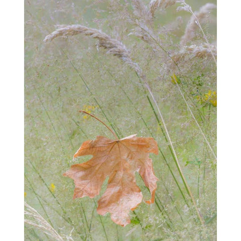 Washington, Seabeck Maple leaf in meadow grasses Black Modern Wood Framed Art Print by Paulson, Don