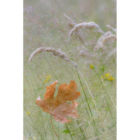 Washington, Seabeck Maple leaf in meadow grasses Black Modern Wood Framed Art Print by Paulson, Don