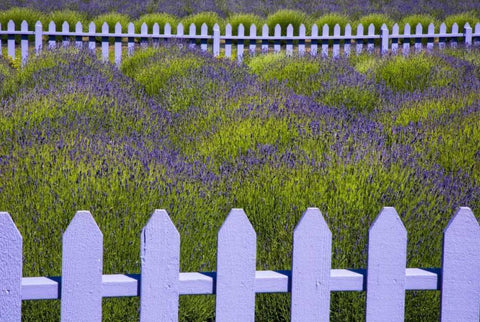 WA, Sequim Field of lavender with picket fence Black Ornate Wood Framed Art Print with Double Matting by Carter, Jean