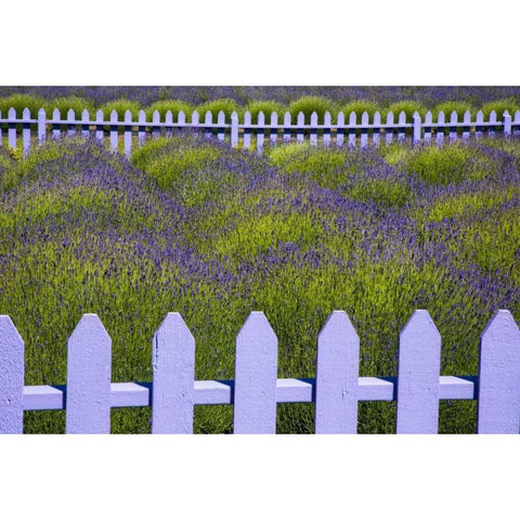 WA, Sequim Field of lavender with picket fence Black Modern Wood Framed Art Print by Carter, Jean