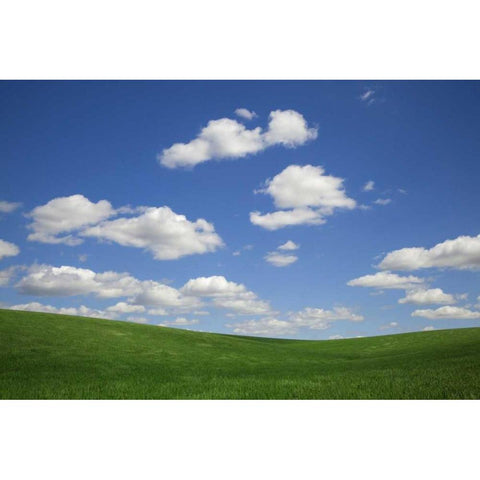 Washington, Palouse Green wheat field landscape White Modern Wood Framed Art Print by Flaherty, Dennis