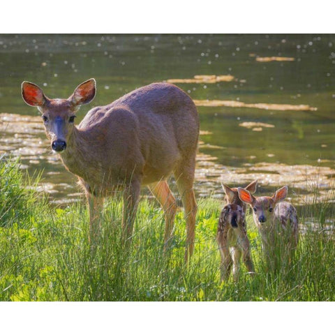 Washington, Seabeck Blacktail deer with fawns White Modern Wood Framed Art Print by Paulson, Don