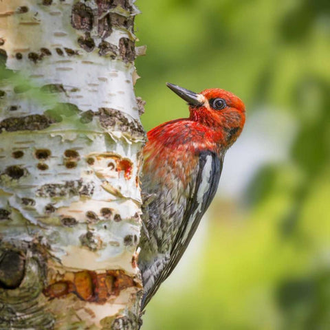 Washington, Seabeck Red-breasted sapsucker White Modern Wood Framed Art Print by Paulson, Don