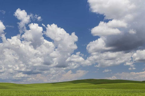 Washington, Palouse Hills Field of spring peas White Modern Wood Framed Art Print with Double Matting by Paulson, Don