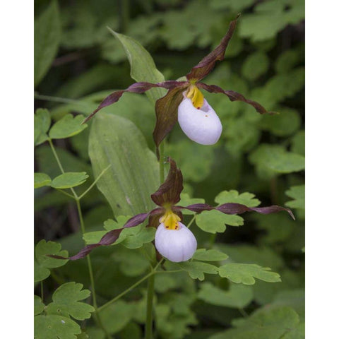 WA, Kamiak Butte Co Park Lady slipper orchids White Modern Wood Framed Art Print by Paulson, Don