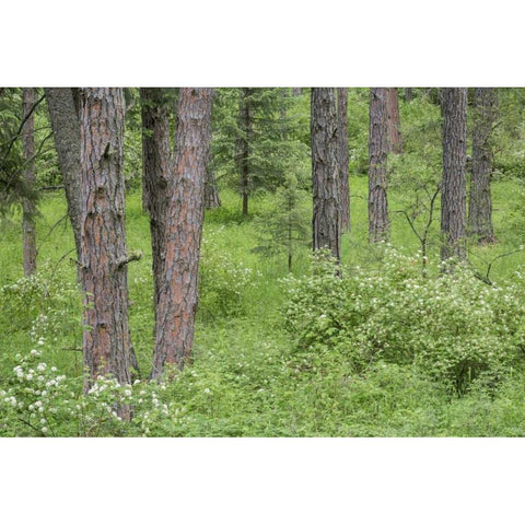 Washington, Palouse Hills, flowering ninebark White Modern Wood Framed Art Print by Paulson, Don