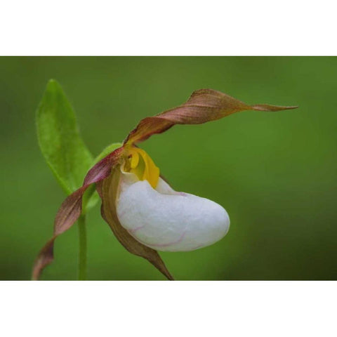 WA, Kamiak Butte County Park Lady slipper orchid White Modern Wood Framed Art Print by Paulson, Don