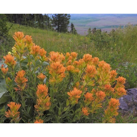 WA, Kamiak Butte Co Park Indian paintbrush Black Modern Wood Framed Art Print by Paulson, Don