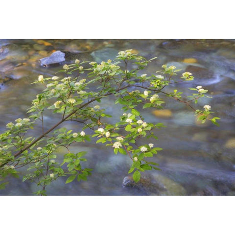 Washington Red osier dogwood over Teanaway River White Modern Wood Framed Art Print by Paulson, Don