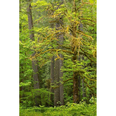 WA, Gifford Pinchot NF Big leaf maple trees White Modern Wood Framed Art Print by Paulson, Don