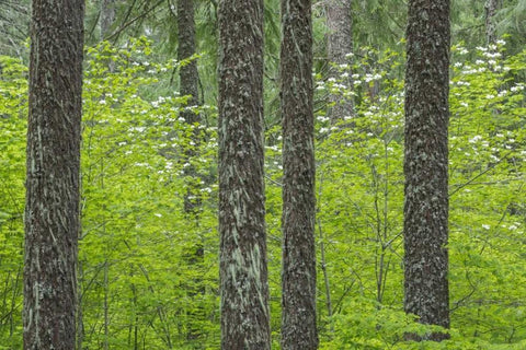 WA, Gifford Pinchot NF Tree trunks in a forest White Modern Wood Framed Art Print with Double Matting by Paulson, Don