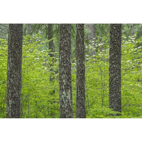WA, Gifford Pinchot NF Tree trunks in a forest Black Modern Wood Framed Art Print by Paulson, Don