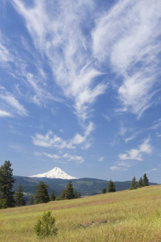 WA, Columbia River Gorge Summer meadow landscape White Modern Wood Framed Art Print with Double Matting by Paulson, Don