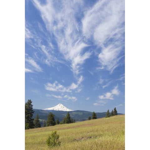 WA, Columbia River Gorge Summer meadow landscape Black Modern Wood Framed Art Print by Paulson, Don