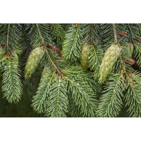 Washington State, Seabeck Douglas fir cones Black Modern Wood Framed Art Print by Paulson, Don