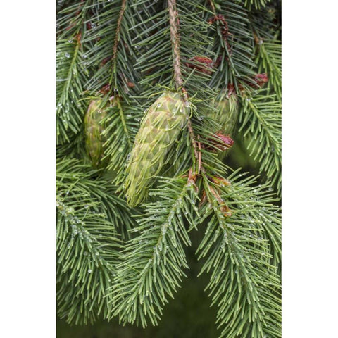 Washington State, Seabeck Douglas fir cones White Modern Wood Framed Art Print by Paulson, Don