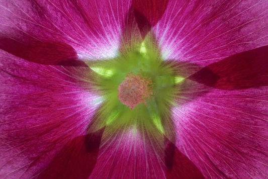 Image Only