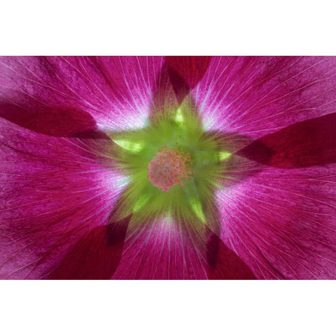 Washington, Seabeck Hollyhock blossom composite Black Modern Wood Framed Art Print by Paulson, Don