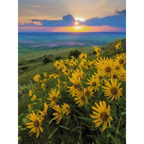 WA, Palouse Hills Douglas sunflowers Black Modern Wood Framed Art Print by Paulson, Don