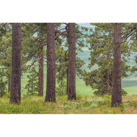 Washington, Palouse Hills Pine forest scenic Black Modern Wood Framed Art Print by Paulson, Don