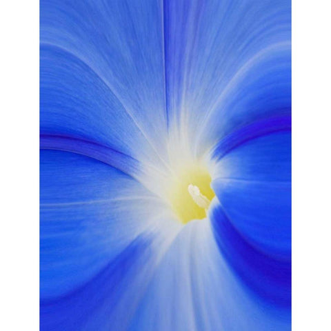 Washington State, Palouse A morning glory flower White Modern Wood Framed Art Print by Flaherty, Dennis