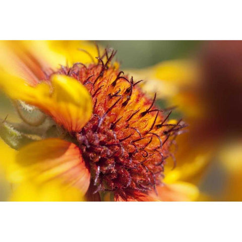 Washington State, Palouse A sunflower Gold Ornate Wood Framed Art Print with Double Matting by Flaherty, Dennis