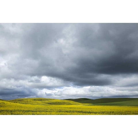 WA, Palouse Canola field on a stormy day White Modern Wood Framed Art Print by Flaherty, Dennis