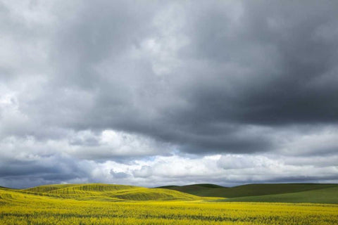 WA, Palouse Canola field on a stormy day Black Ornate Wood Framed Art Print with Double Matting by Flaherty, Dennis