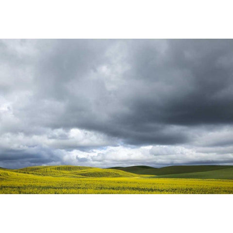WA, Palouse Canola field on a stormy day Black Modern Wood Framed Art Print with Double Matting by Flaherty, Dennis