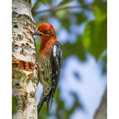 Washington, Seabeck Red-breasted sapsucker Black Modern Wood Framed Art Print with Double Matting by Paulson, Don