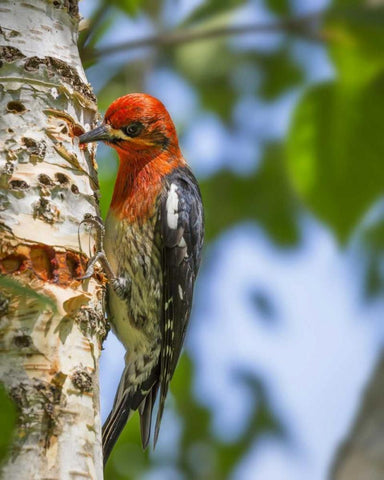 Washington, Seabeck Red-breasted sapsucker White Modern Wood Framed Art Print with Double Matting by Paulson, Don