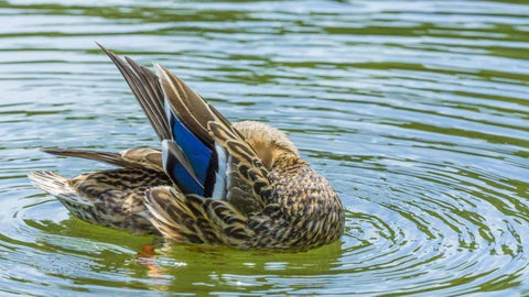 Washington, Seabeck Mallard duck preening White Modern Wood Framed Art Print with Double Matting by Paulson, Don