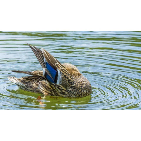 Washington, Seabeck Mallard duck preening Gold Ornate Wood Framed Art Print with Double Matting by Paulson, Don