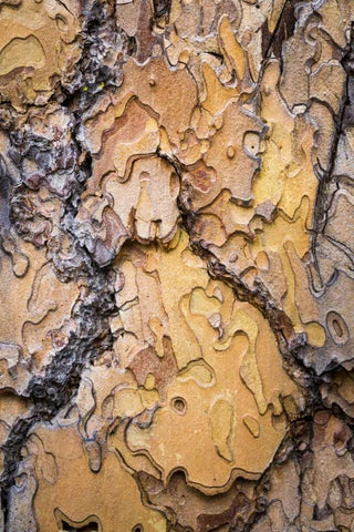 Washington, Wenatchee NF Ponderosa pine bark Black Ornate Wood Framed Art Print with Double Matting by Paulson, Don
